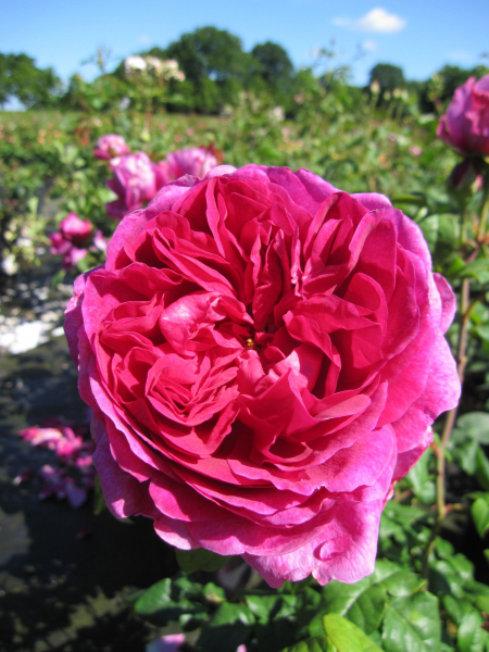Englische Rose Young Lycidas